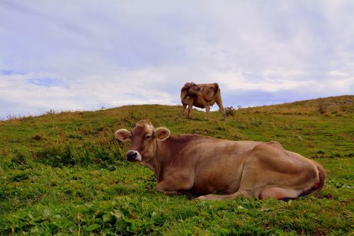 cow prato mountain