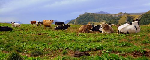 cow prato mountain