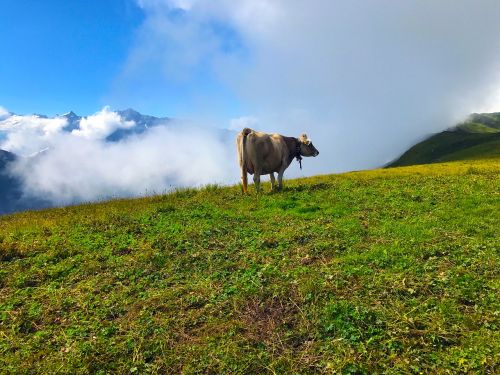 cow mountains landscape