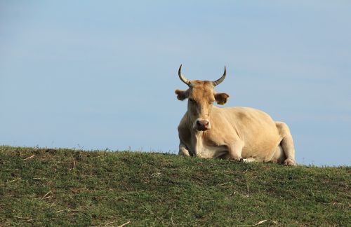cow zen cow siting cow