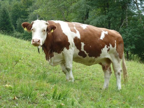 cow meadow grass