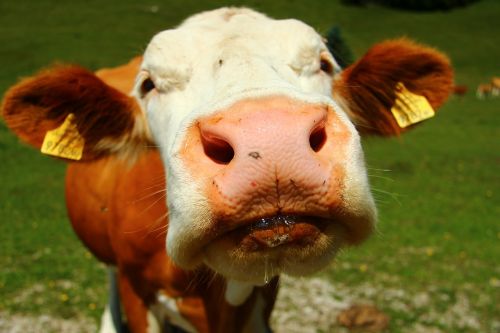 cow animal nose