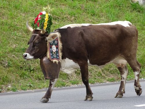 cow switzerland alp output
