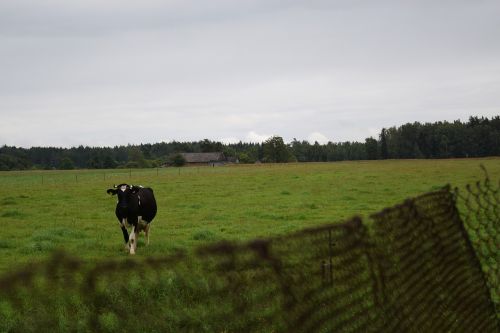 cow farm village
