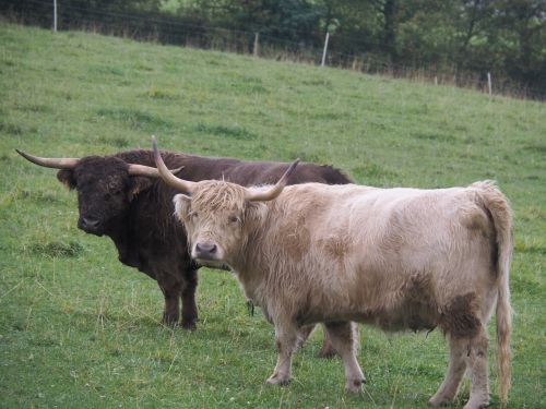 cow beef highland beef