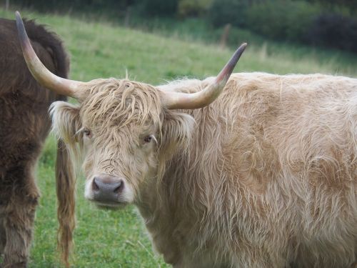 cow beef highland beef