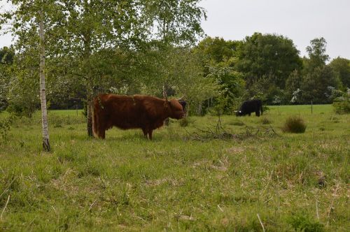 cow green meadow forest