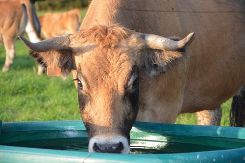 cow cattle ruminant