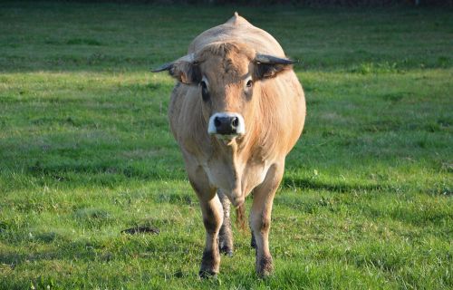 cow prairie pasture