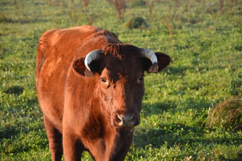 cow portrait cow horns front