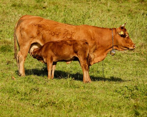 cow calf suckle