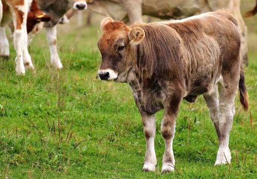 cow allgäu cows