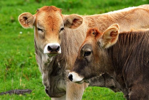 cow allgäu cows