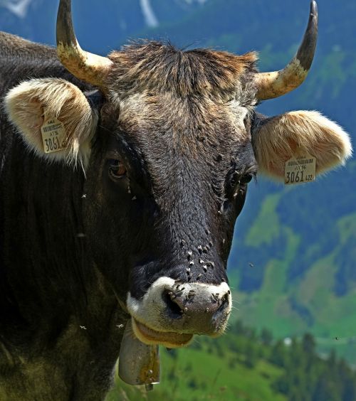 cow allgäu viehscheid