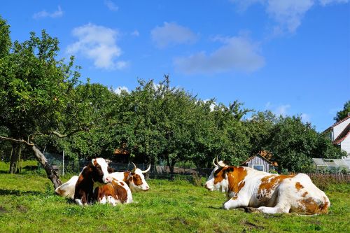 cow pasture field