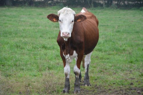 cow cowhide brown white