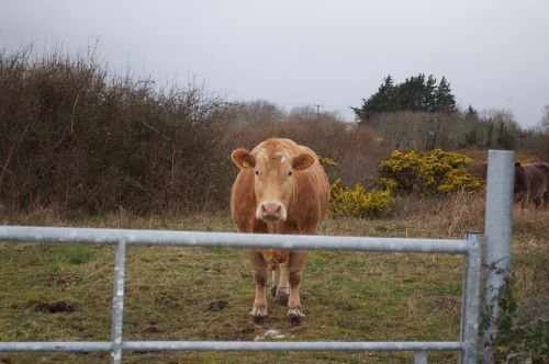 cow wildlife animal