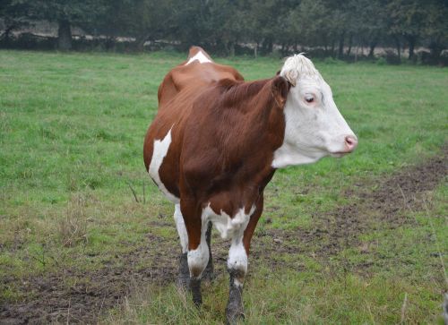 cow cowhide heifer
