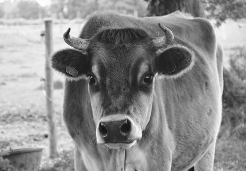 cow photo black white nature