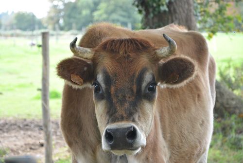 cow portrait cow head