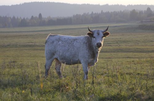 cow white nature