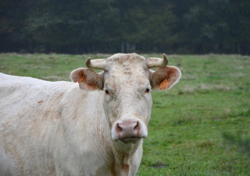 cow white cow head face