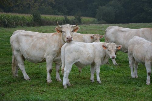 cow cattle field