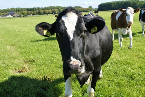 cow farm pasture