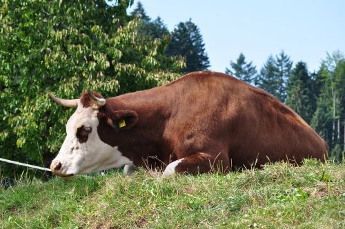 cow brown black forest