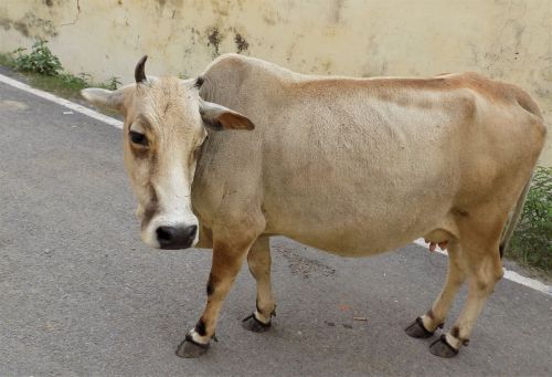 cow animal head