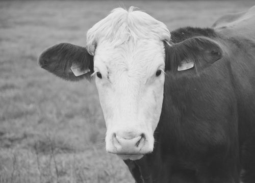 cow portrait photo black white
