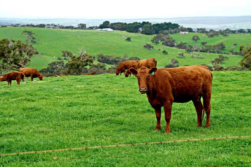 cow calf meadow