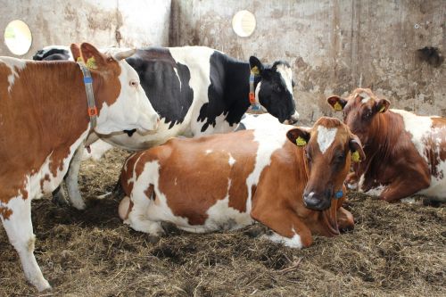 cow netherlands dutch landscape