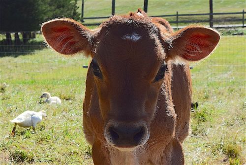 cow portrait farm