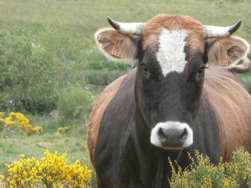 cow animal farm cattle