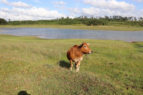 cow wetlands outdoor