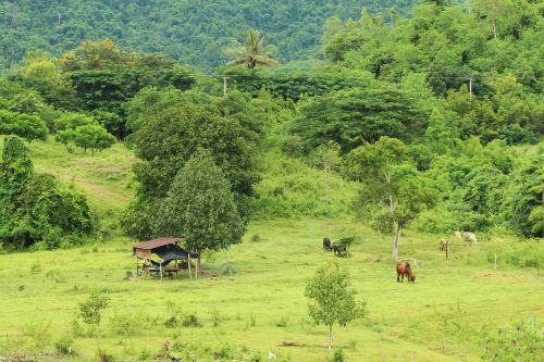 cow tree nature