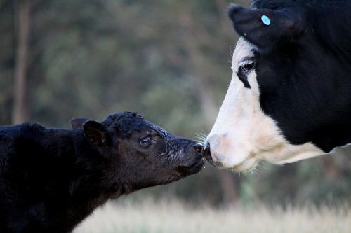 cow calf mother