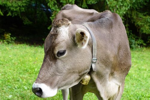 cow milk agriculture