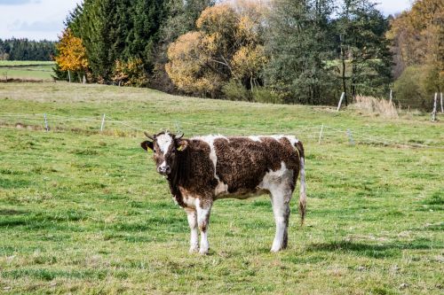 cow simmental cattle beef