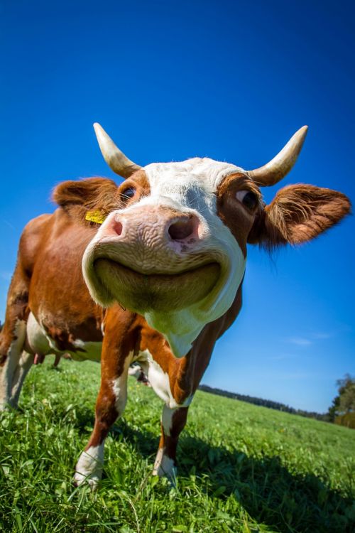 cow funny ruminant