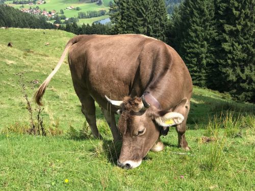 cow allgäu allgäu brown