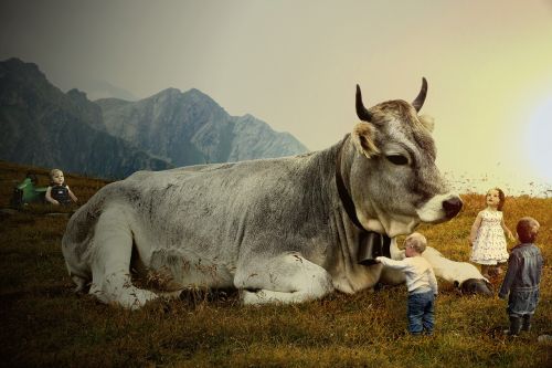 cow cowboy children