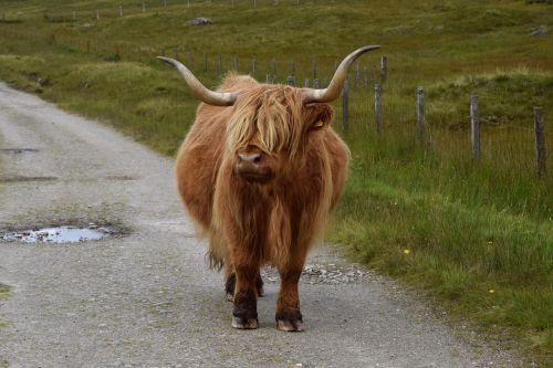 cow scotland animal