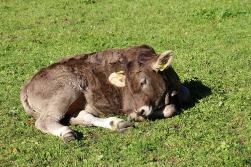cow swiss switzerland