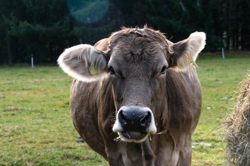 cow beef pasture