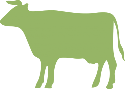 cow cattle green