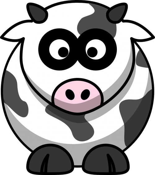 cow cattle black