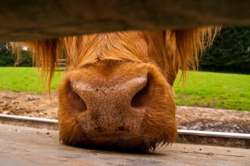 cow snout animal