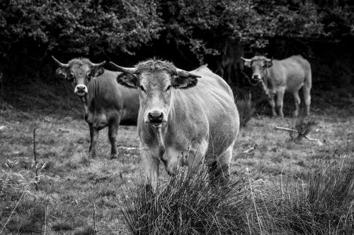 cow black and white pasture